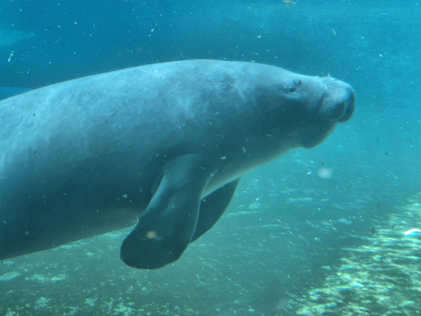 African Manatee
