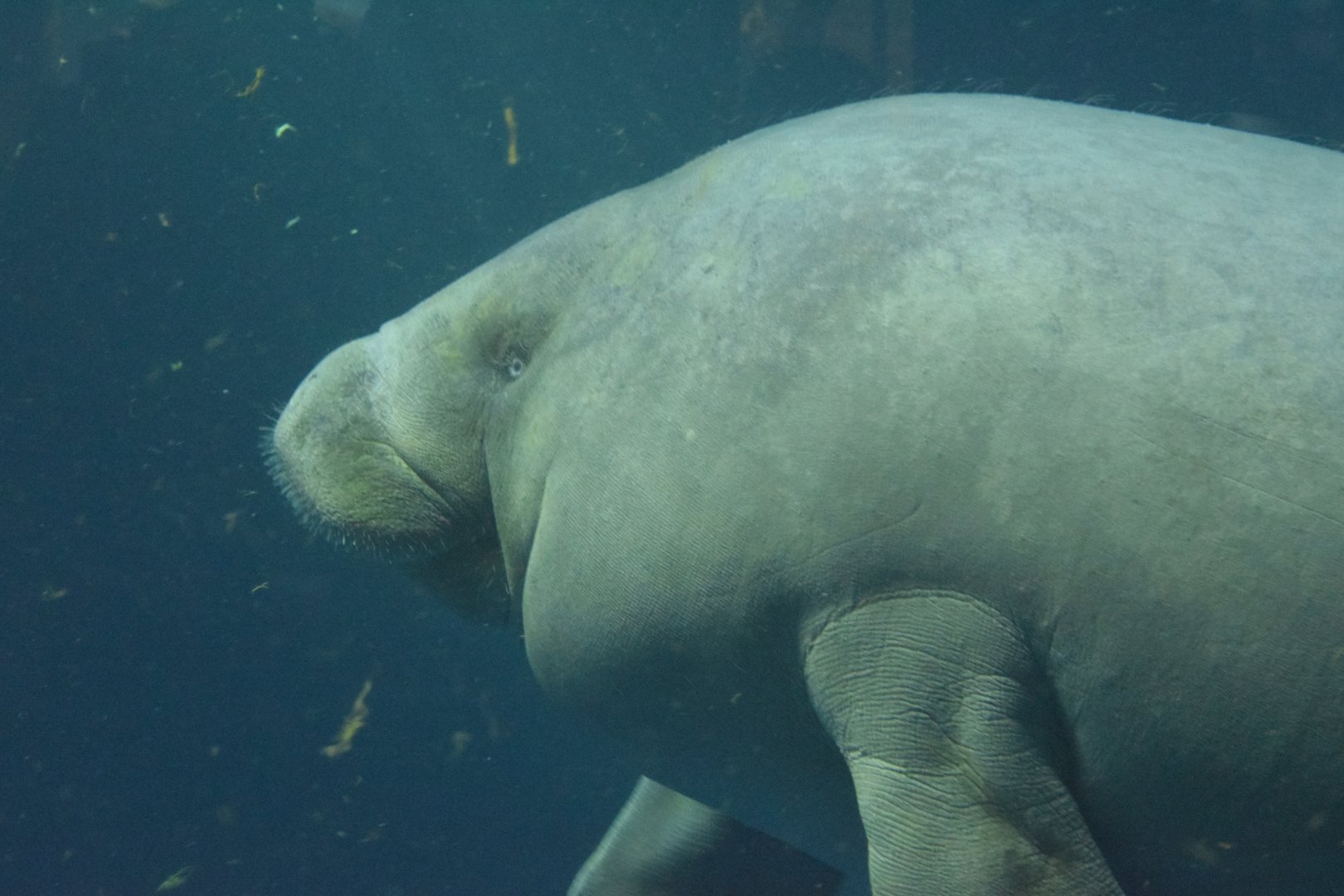 African manatee
