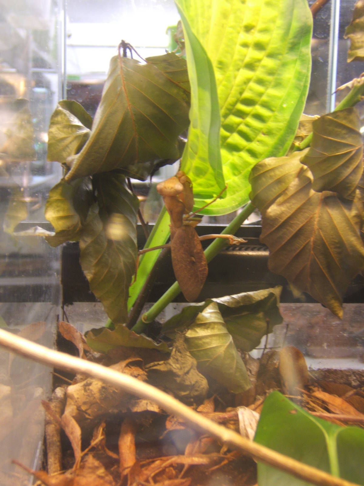 African Mantis (Sphodromantis lineola)