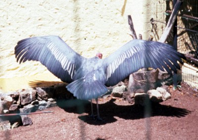 African Marabou Stork (Leptoptilos crumeniferus)