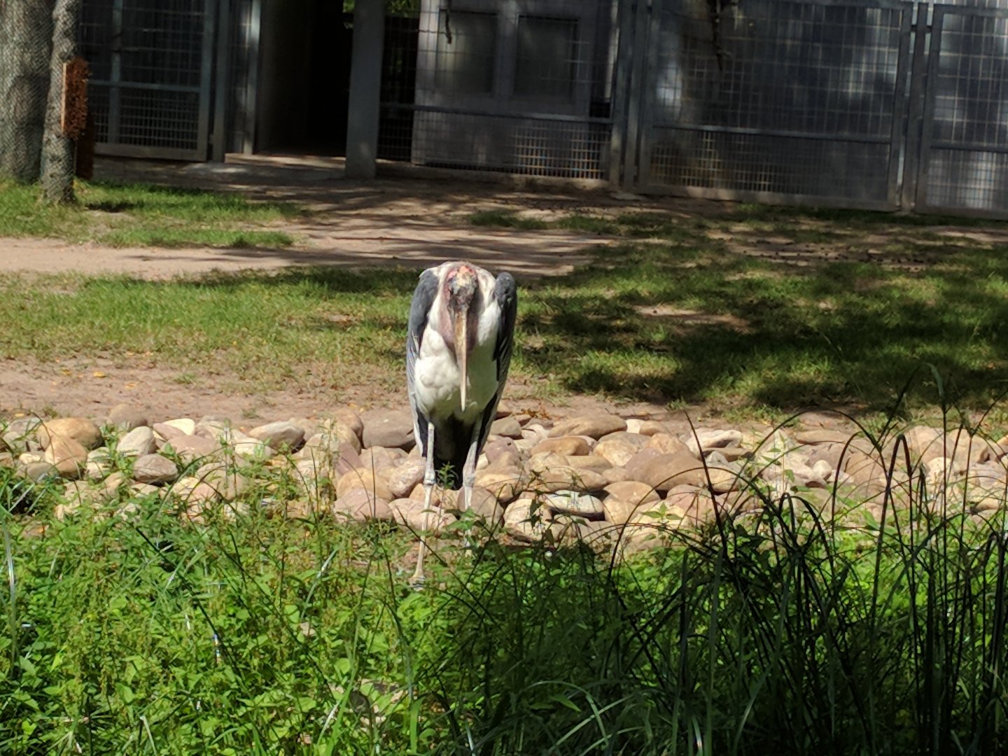 African marabou Stork