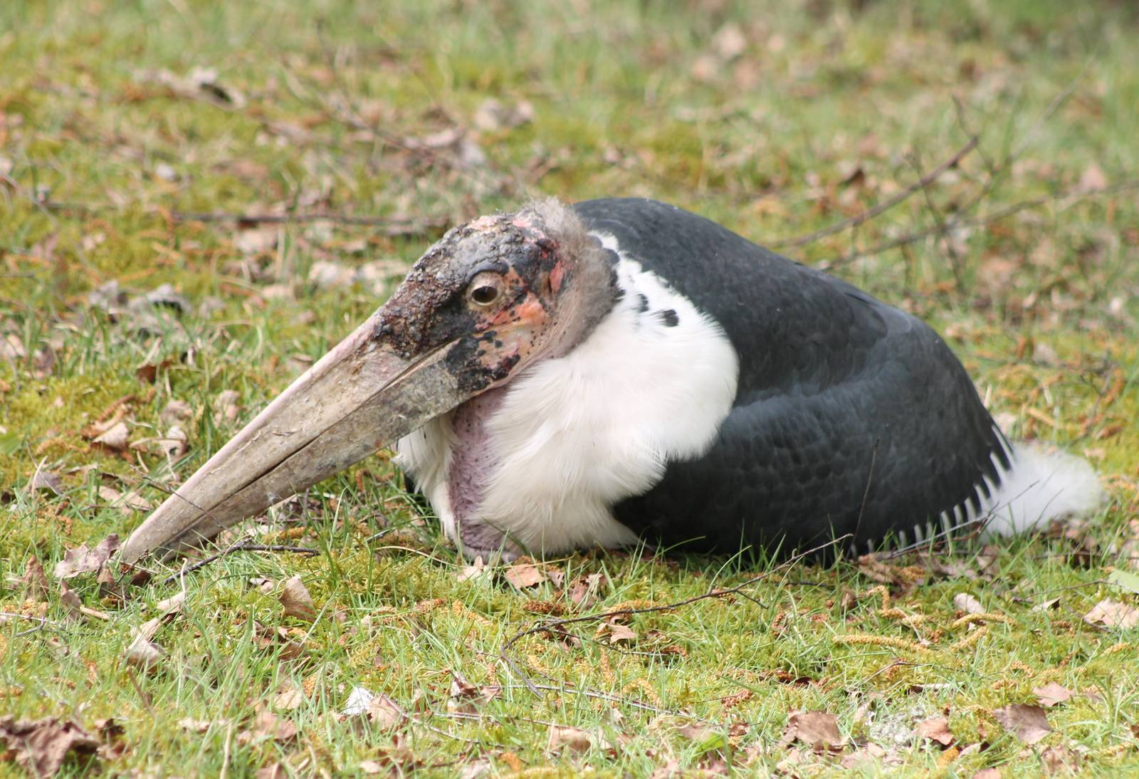 African marabou