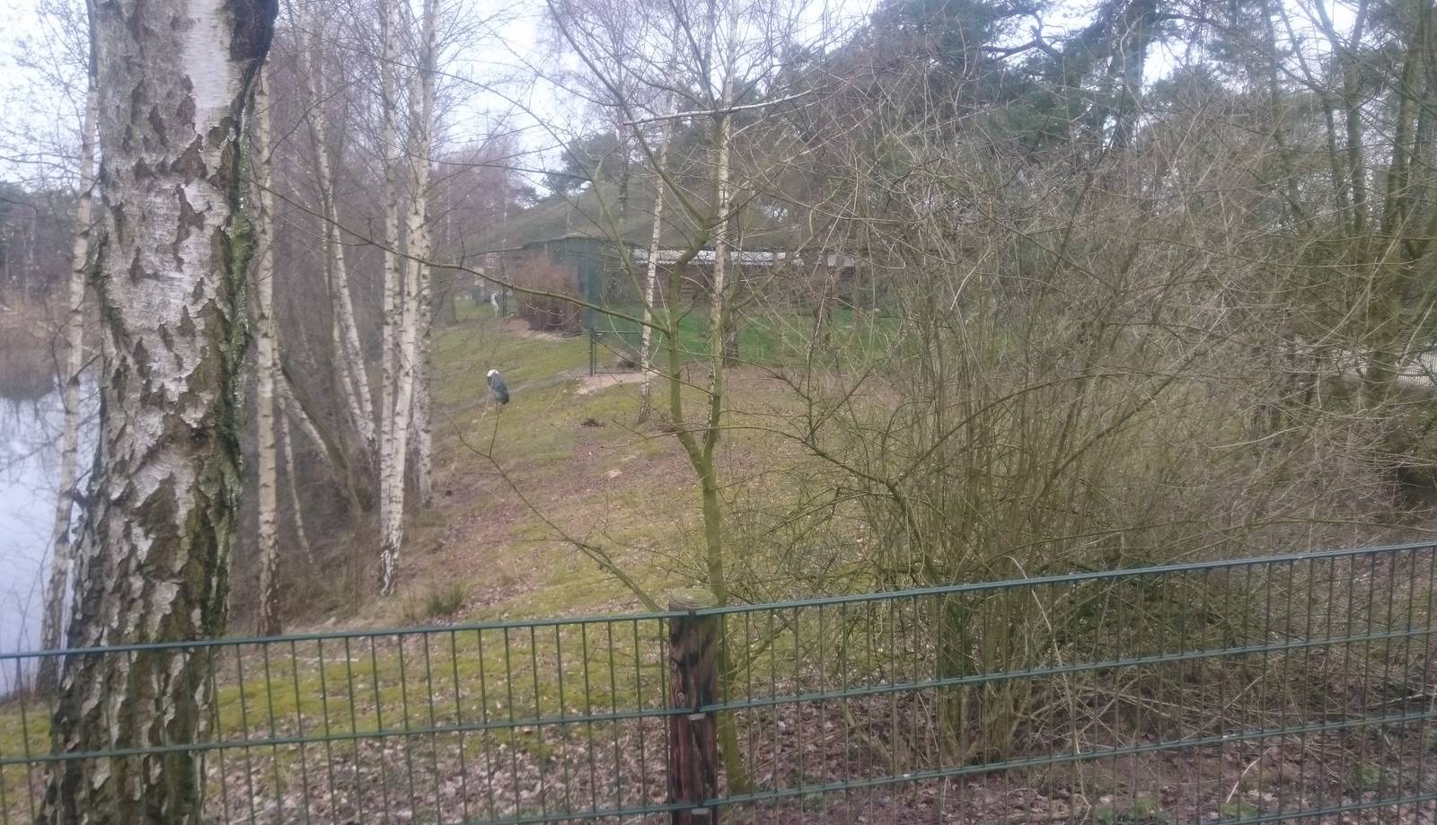 African marabu enclosure