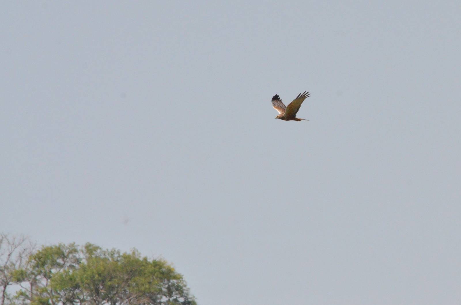 African Marsh Harrier, Moremi Game Reserve, Botswana, 27/04/16