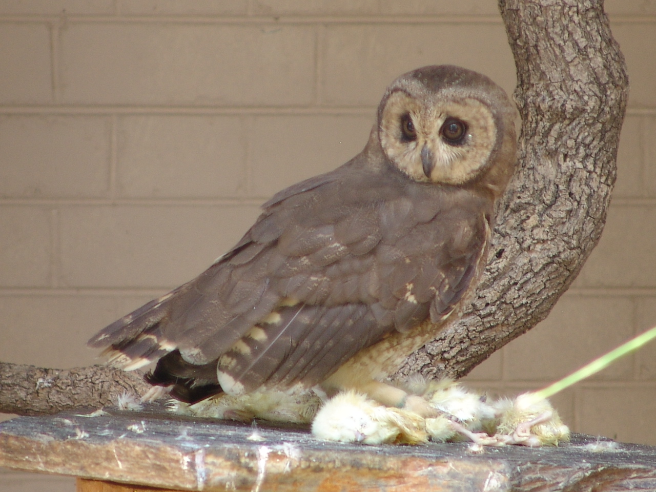African Marsh Owl (Asio capensis)