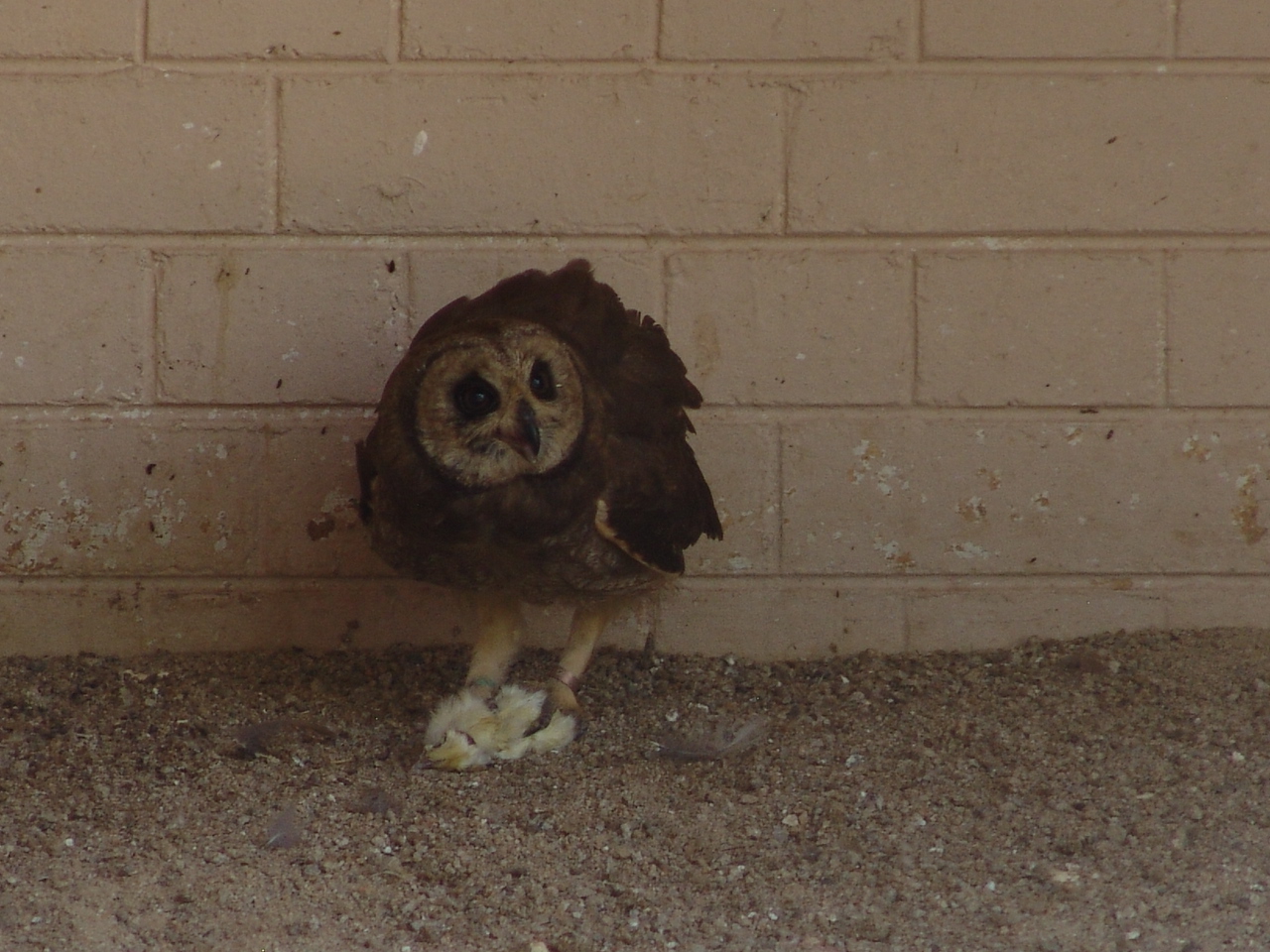 African marsh owl (Asio capensis)