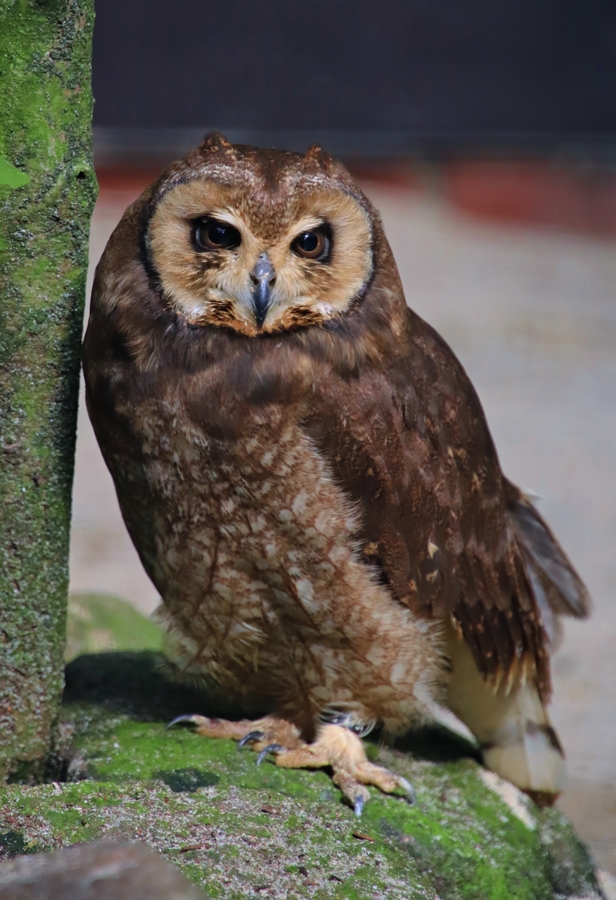 African marsh owl (Asio capensis)