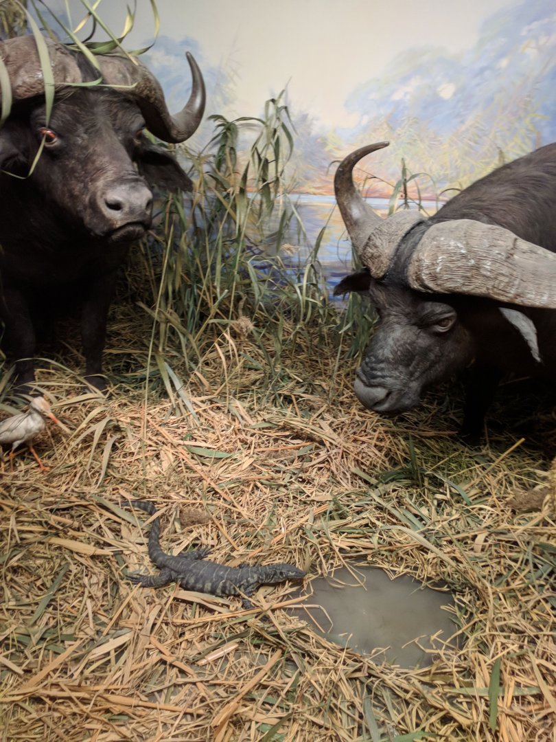 African marshlands Diorama Stuttgart Natural History Museum 2019