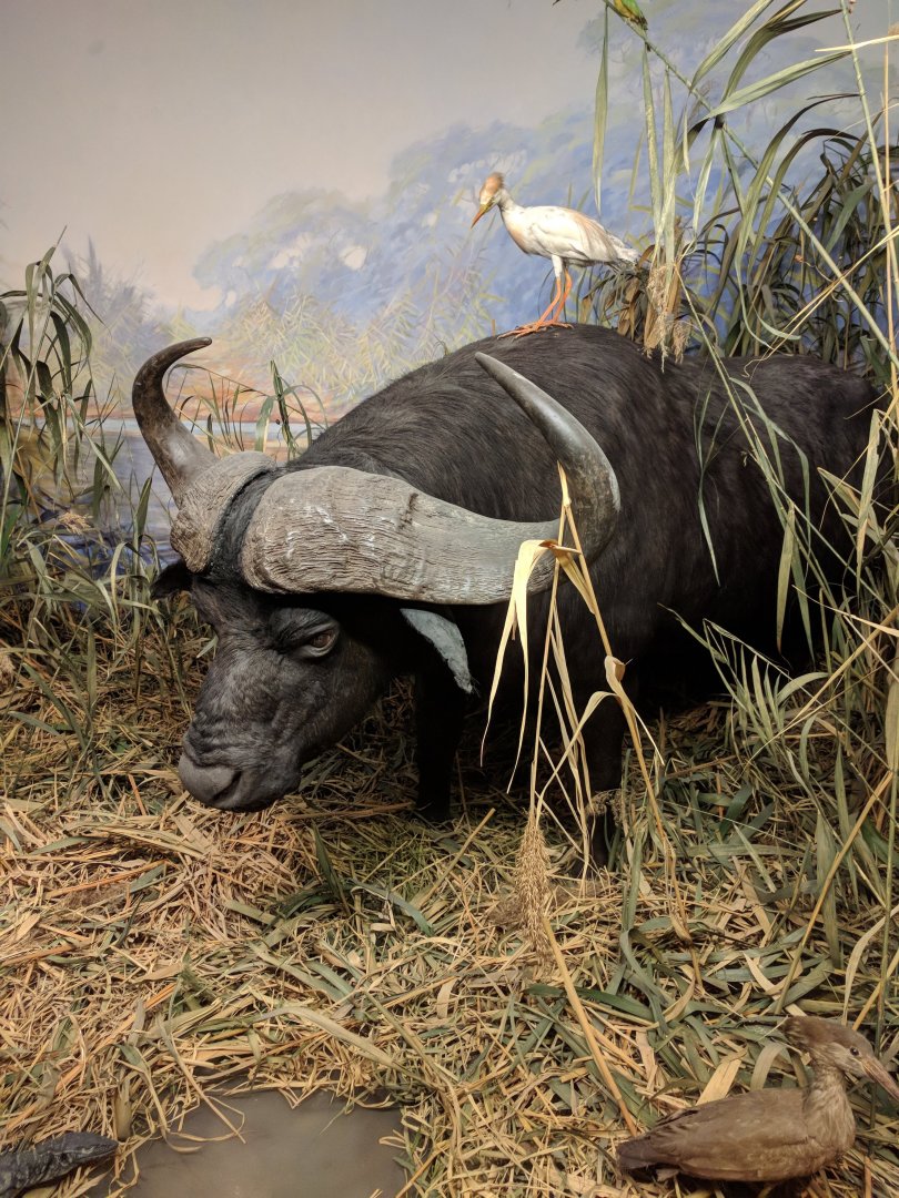 African marshlands Diorama Stuttgart Natural History Museum 2019