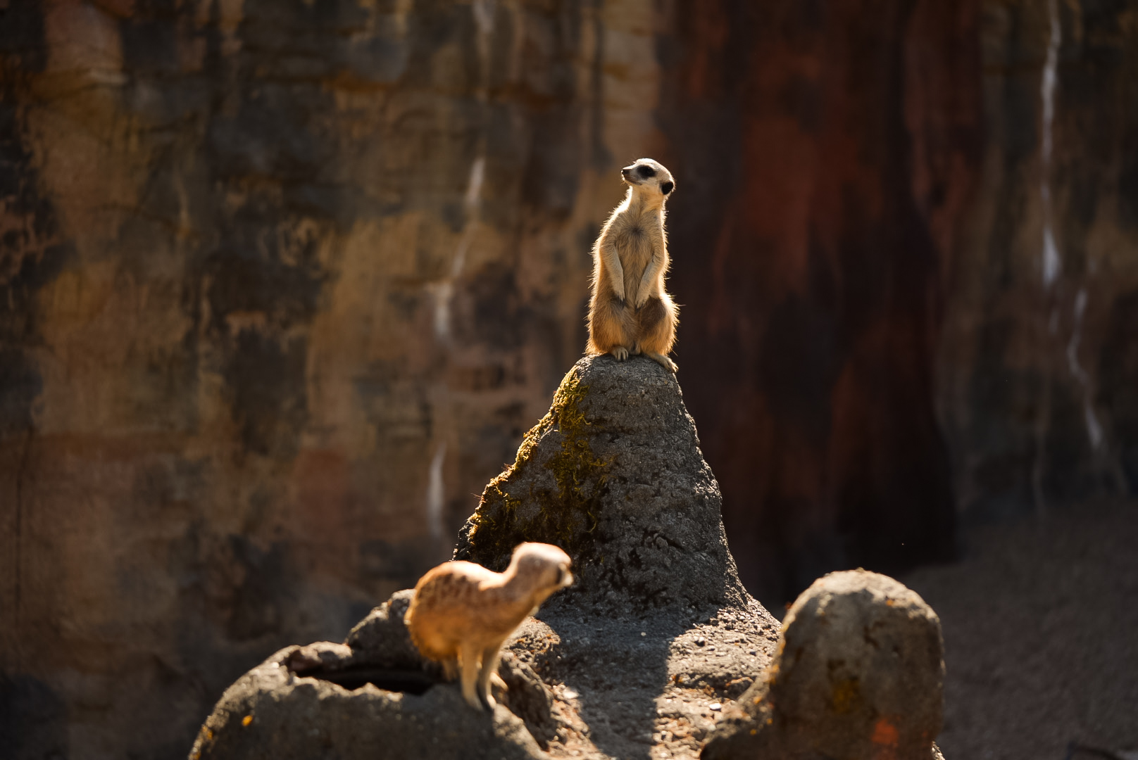 African Meerkats