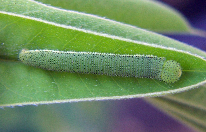 African Migrant (Catopsilia florella)
