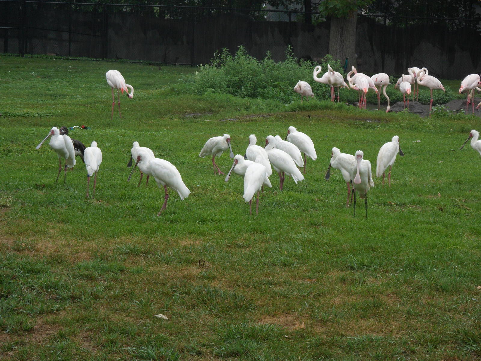 African Mixed Bird Exhibit