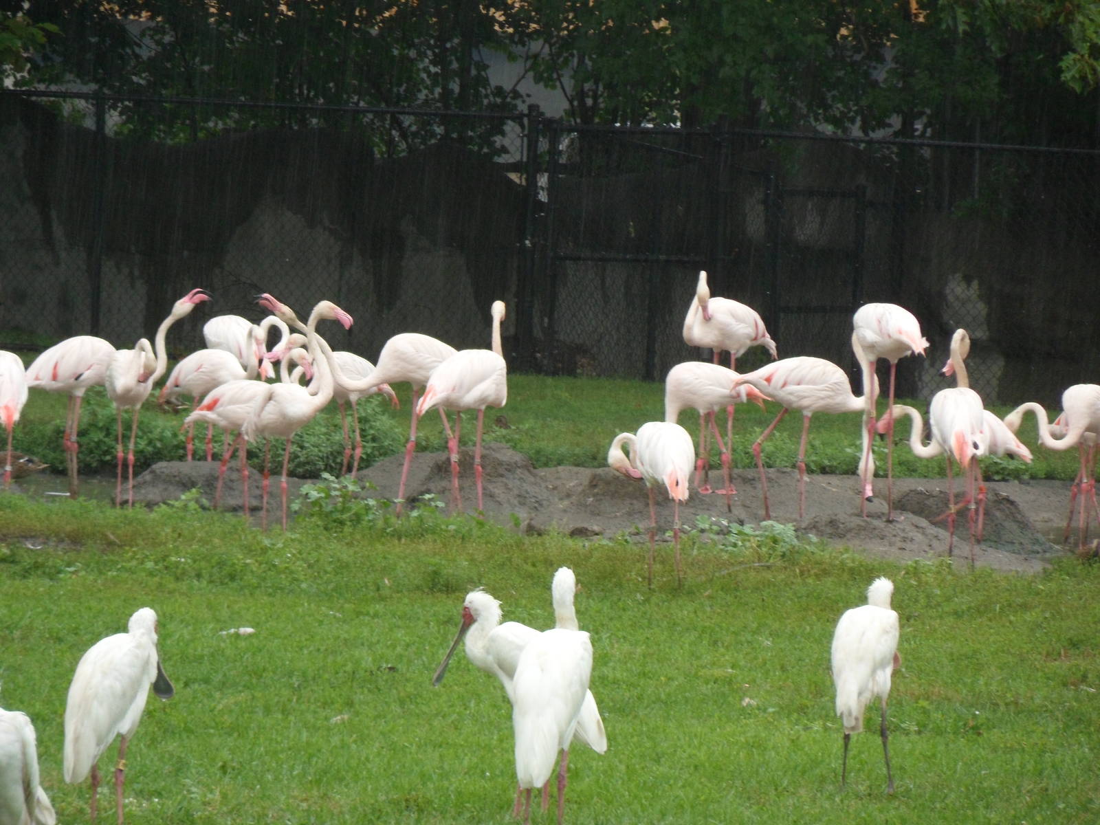 African Mixed Bird Exhibit