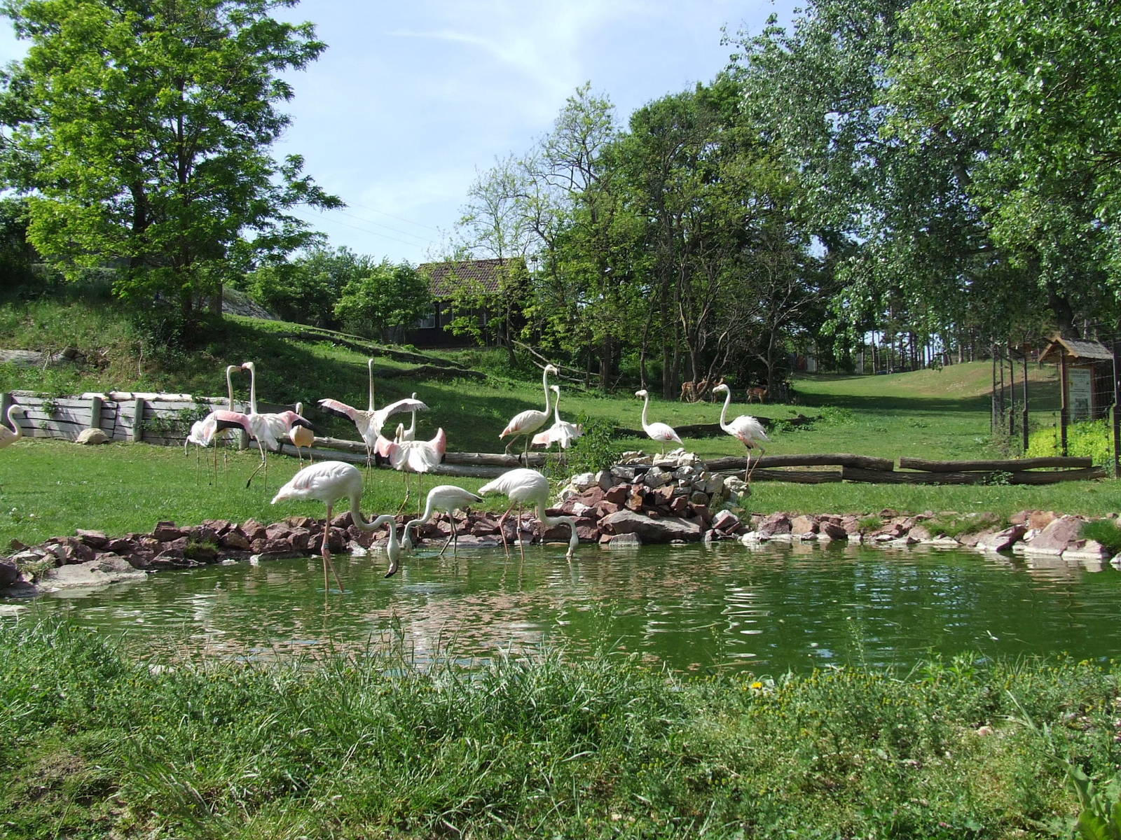African mixed exhibit @ Veszprem Zoo, Hungary