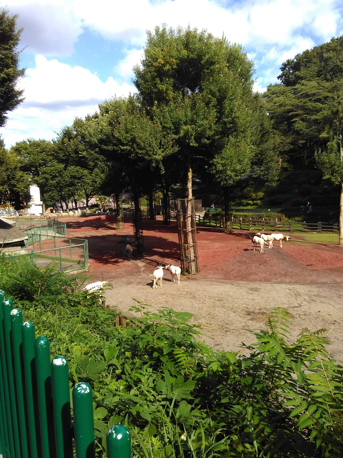 African mixed exhibit