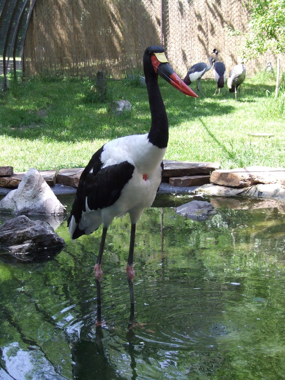 African mixed-species aviary @ Debrecen Zoo, Hungary