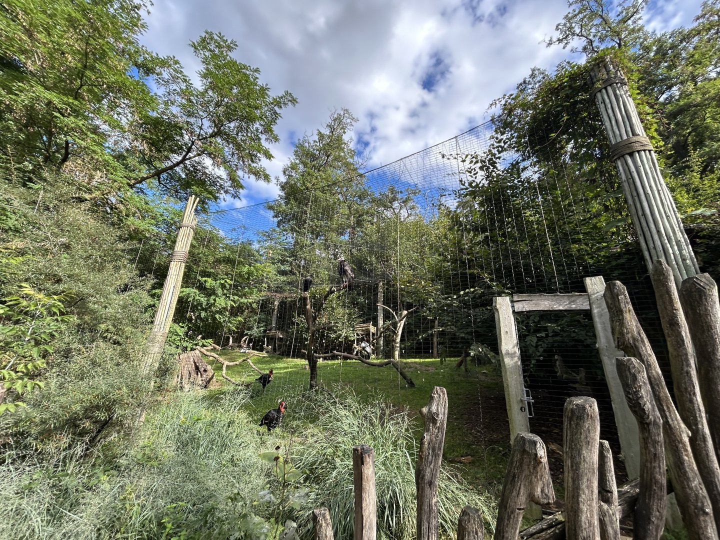 African Mixed-species Aviary