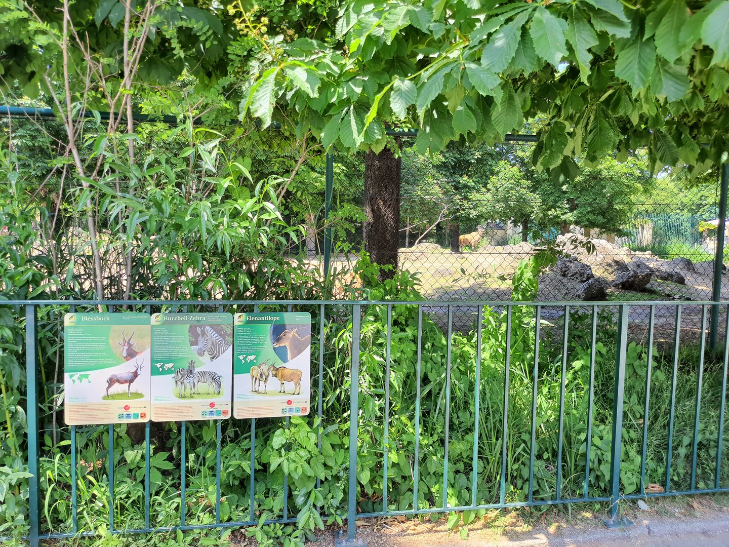 African mixed-species enclosure