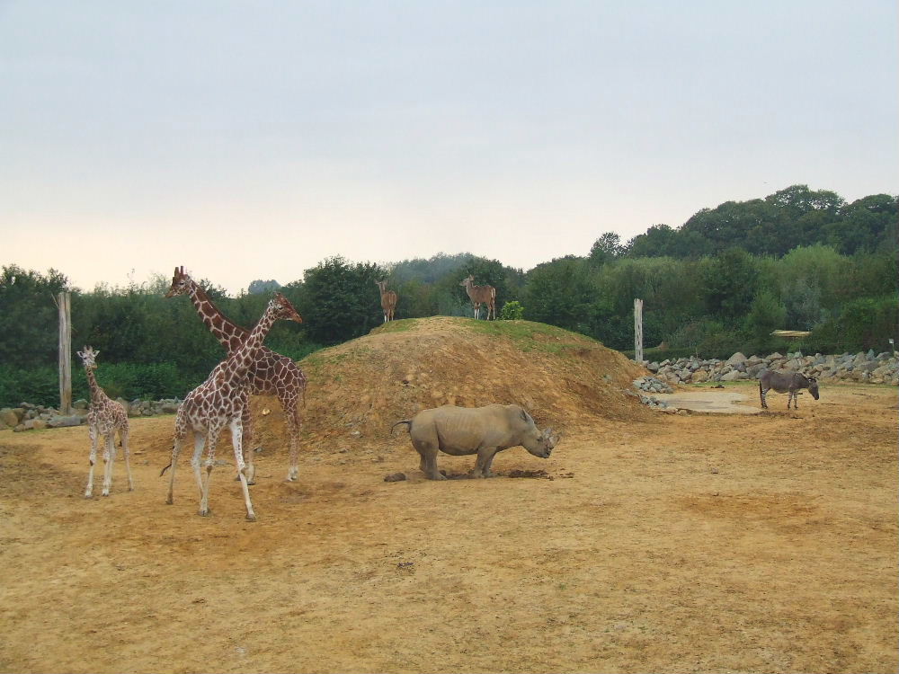 African mixed-species exhibit, Spirit of Africa exhibit
