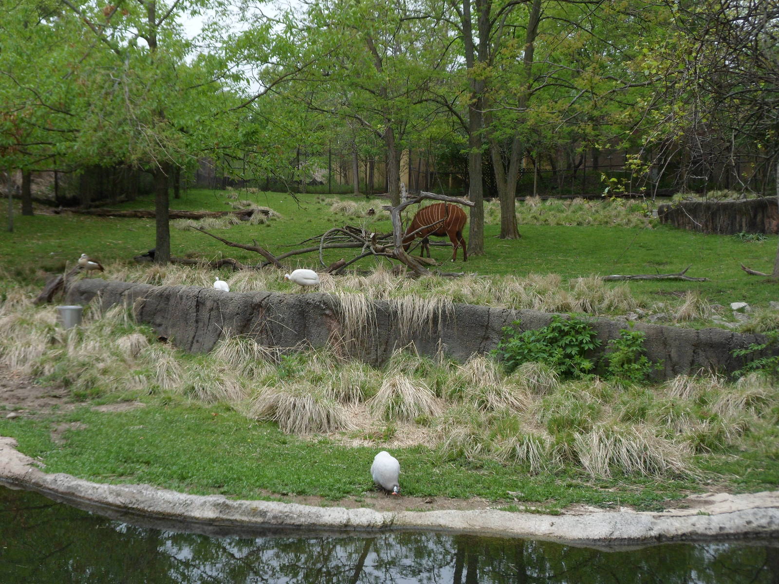 African Mixed Species Exhibit
