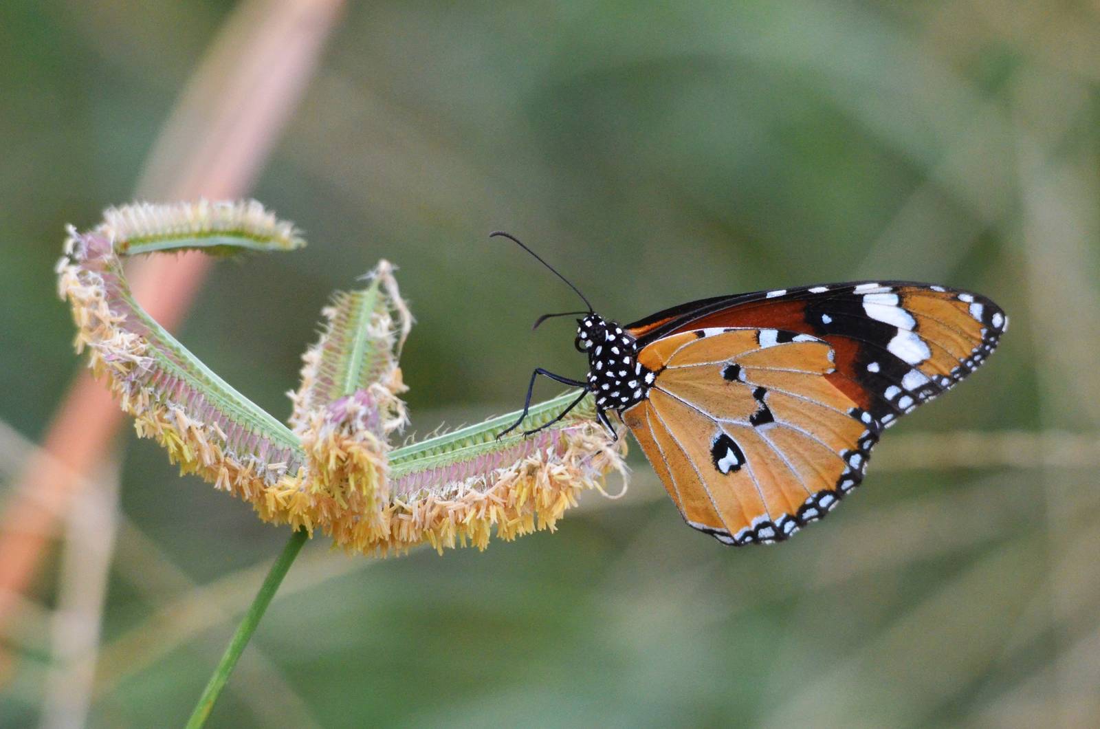 African Monarch, Khwai Community Area, Botswana, 24/04/16