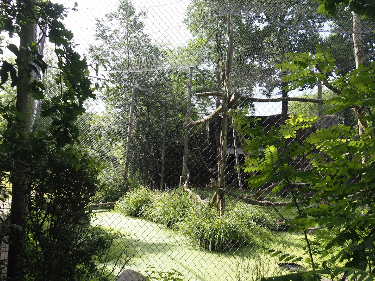 African monkey exhibit, at the time home to White-naped mangabeys, now housing Diana monkeys, 2024-06-30
