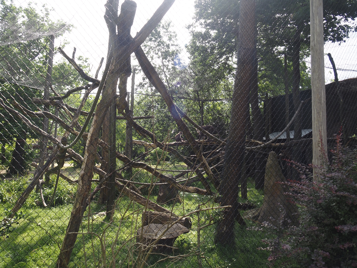 African monkey exhibit, at the time home to White-naped mangabeys, now housing Diana monkeys, 2024-06-30