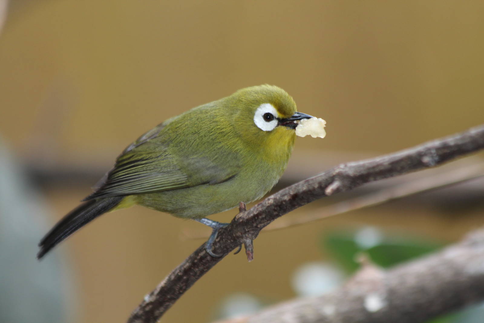 African Montane White-eye