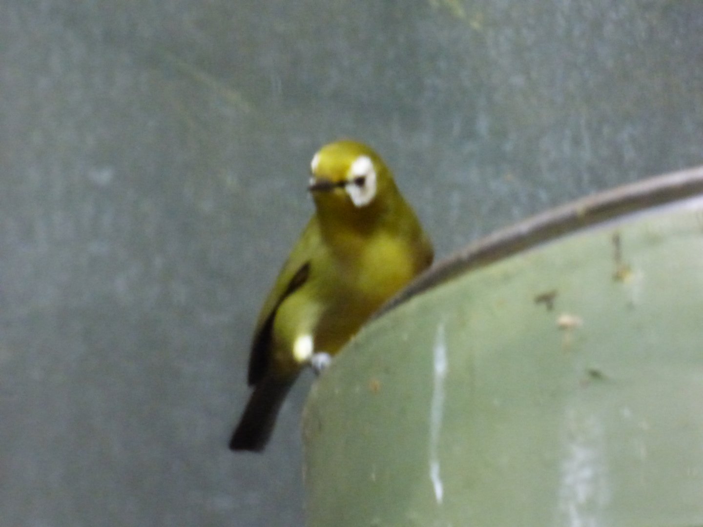 African Montane White-Eye