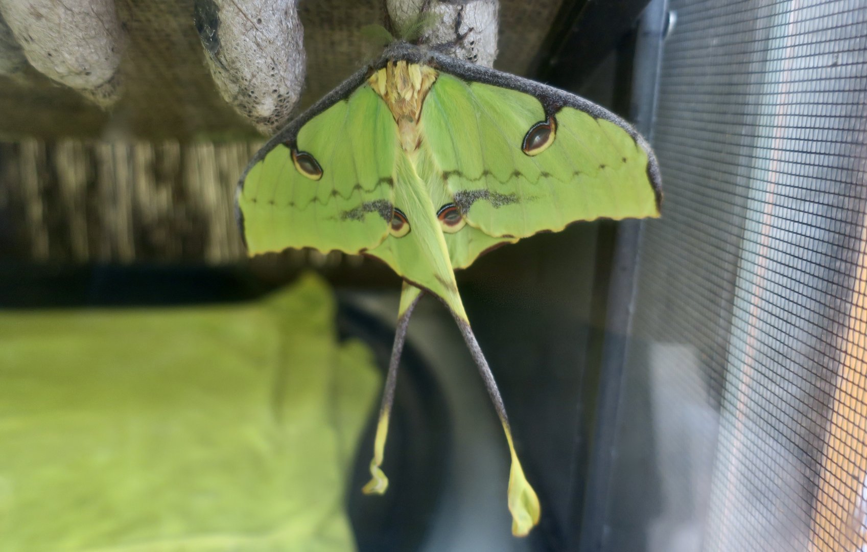 African Moon Moth (Argema mimosae)