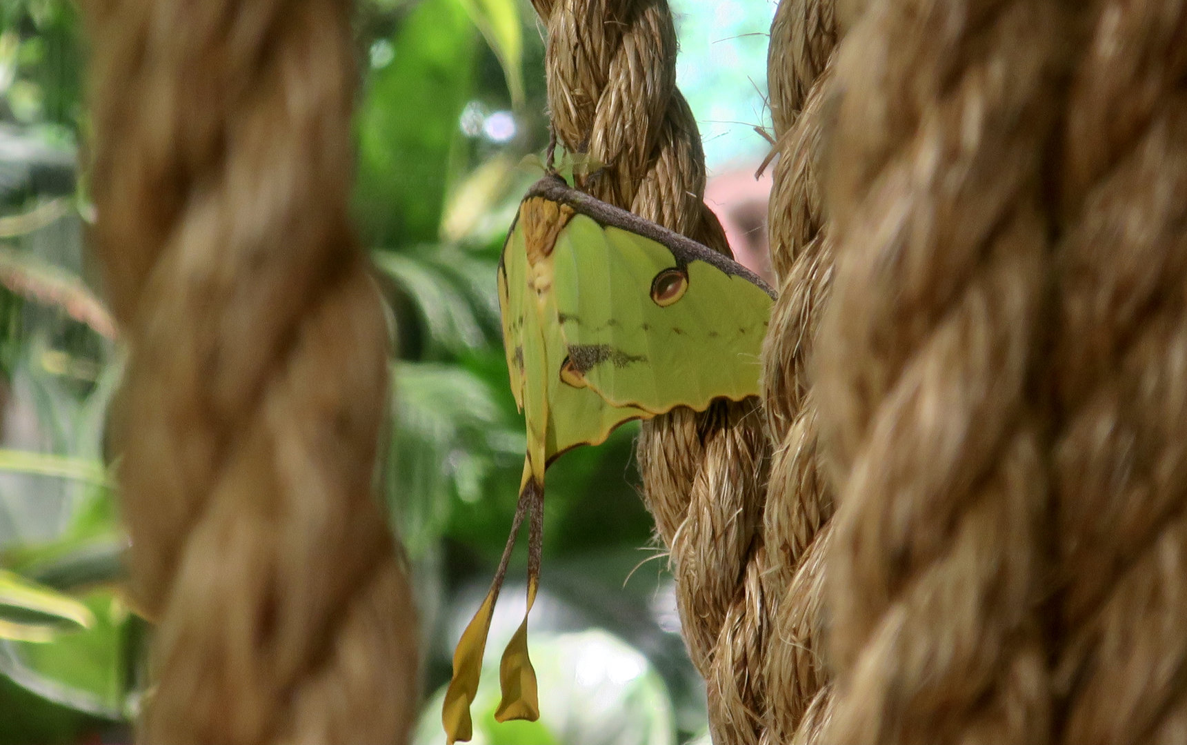 African Moon Moth (Argema mimosae)