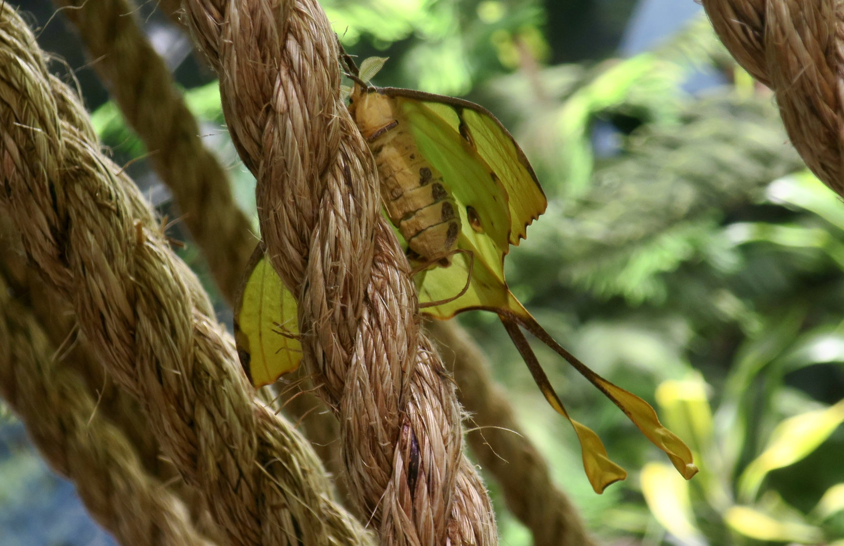 African Moon Moth (Argema mimosae)