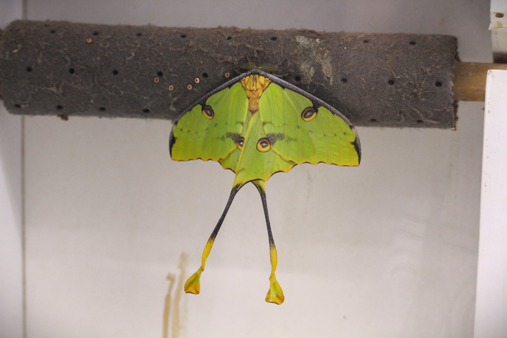 African Moon Moth