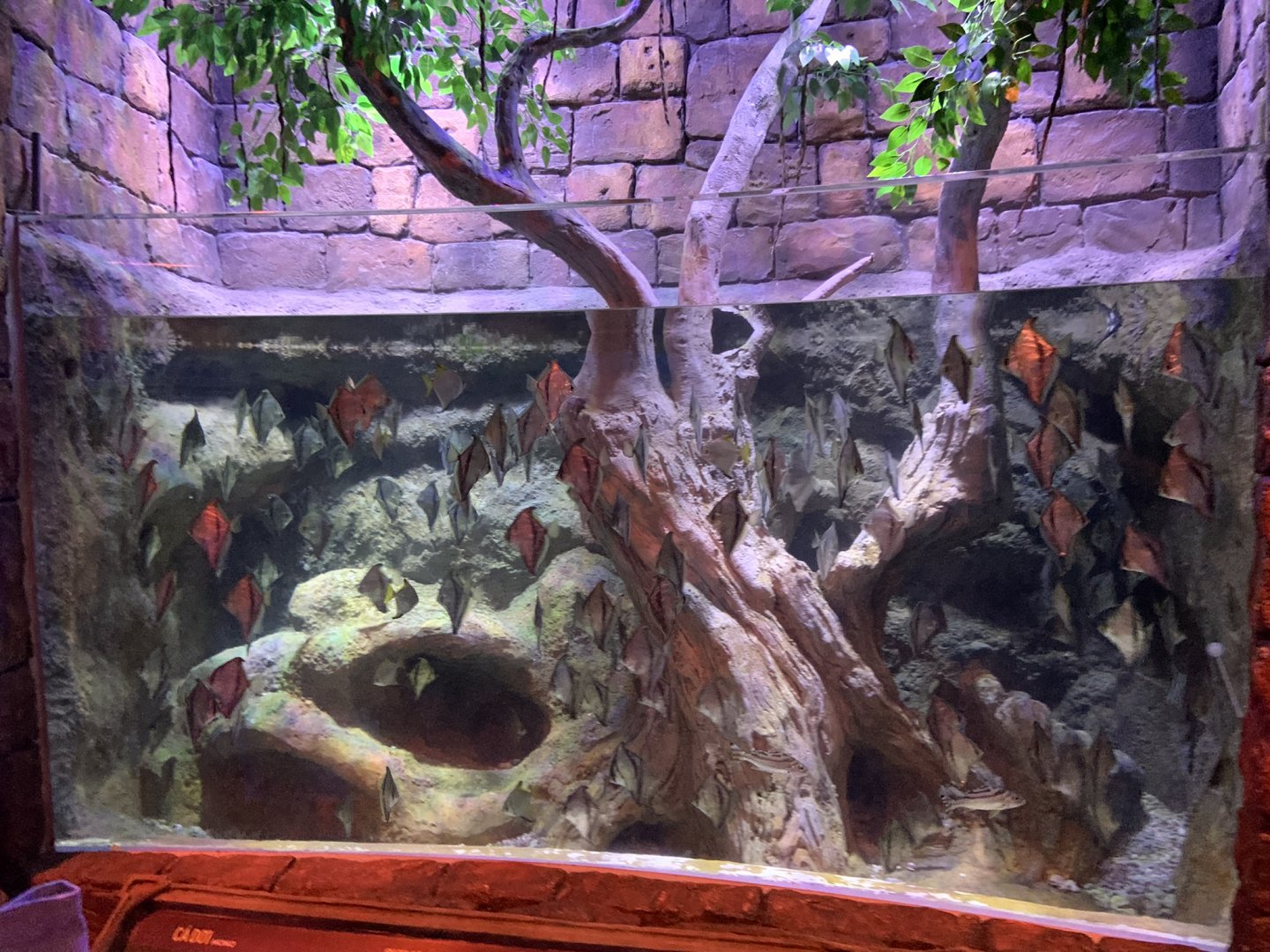 African moony (Monodactylus sebae) tank