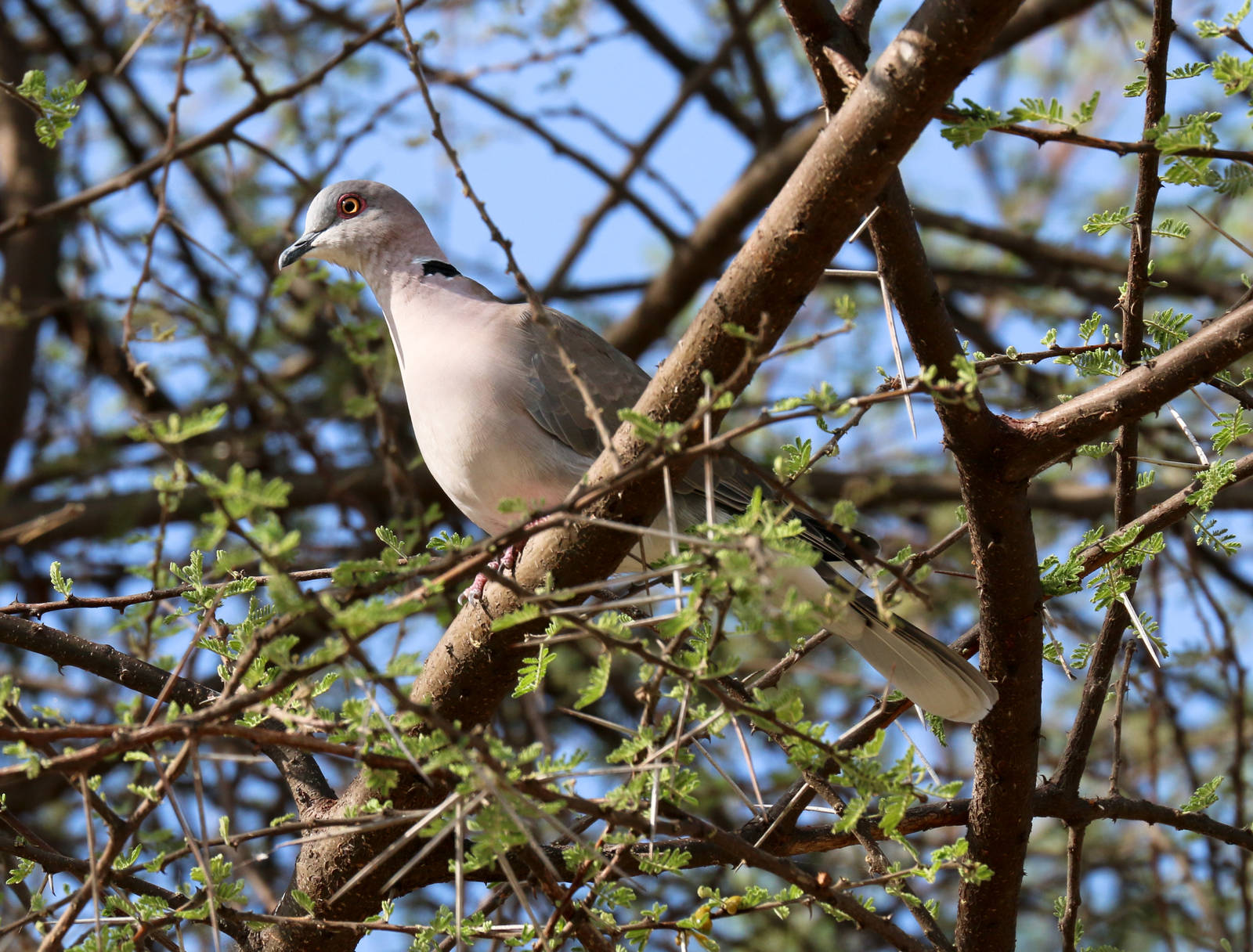 African Mourning Dove
