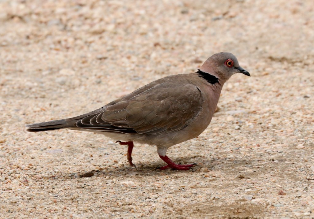 African Mourning Dove
