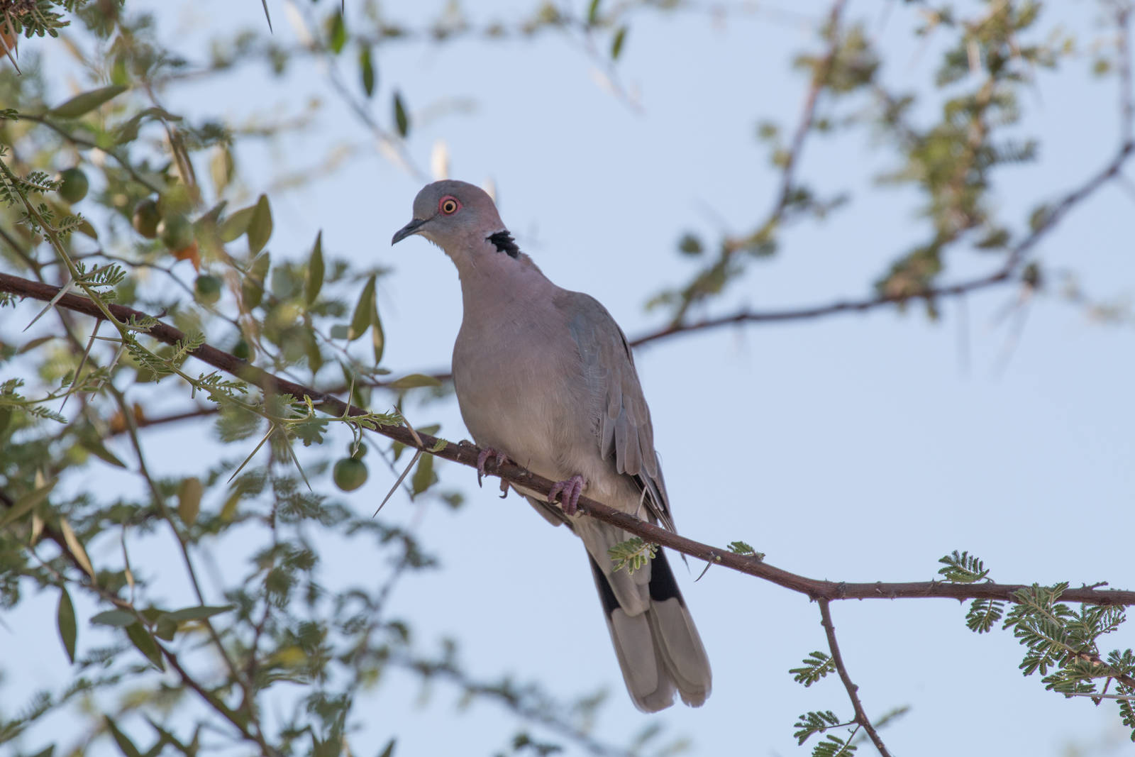 African Mourning Dove