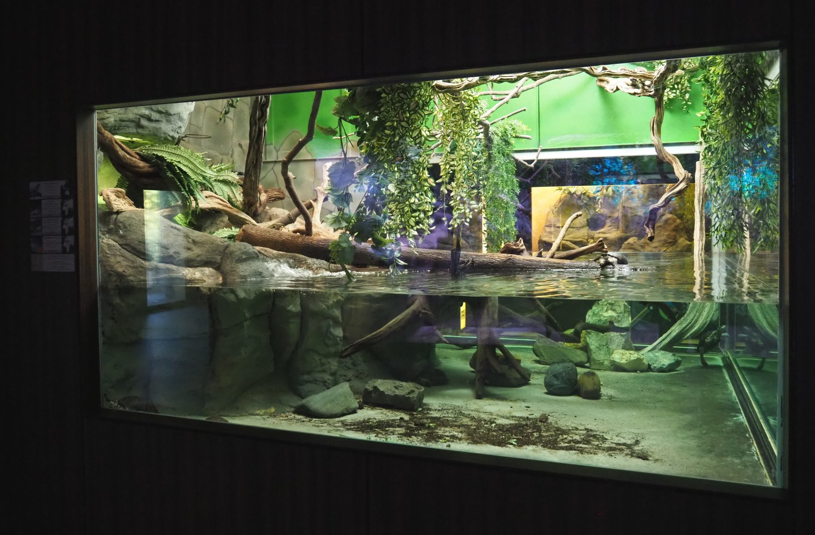 African mud turtle and Sailfin lizard exhibit, 2020-09-20