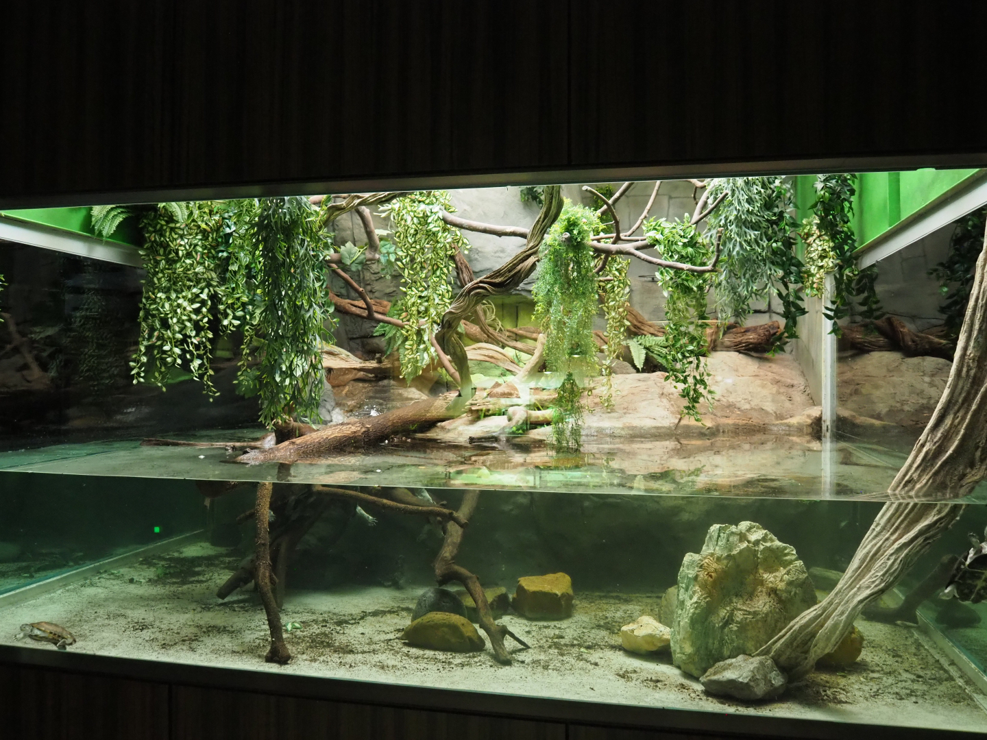 African mud turtle and Sailfin lizard vivarium, 2020-06-28