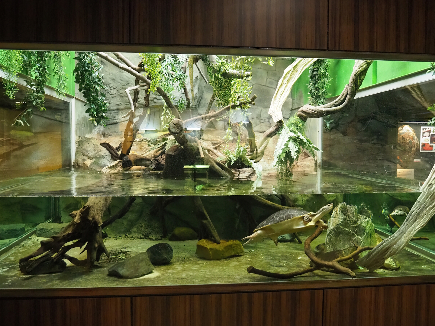 African mud turtle, Branderhorst's snapping turtle, Hybrid sailfin lizard and Caiman lizard exhibit, 2023-04-08