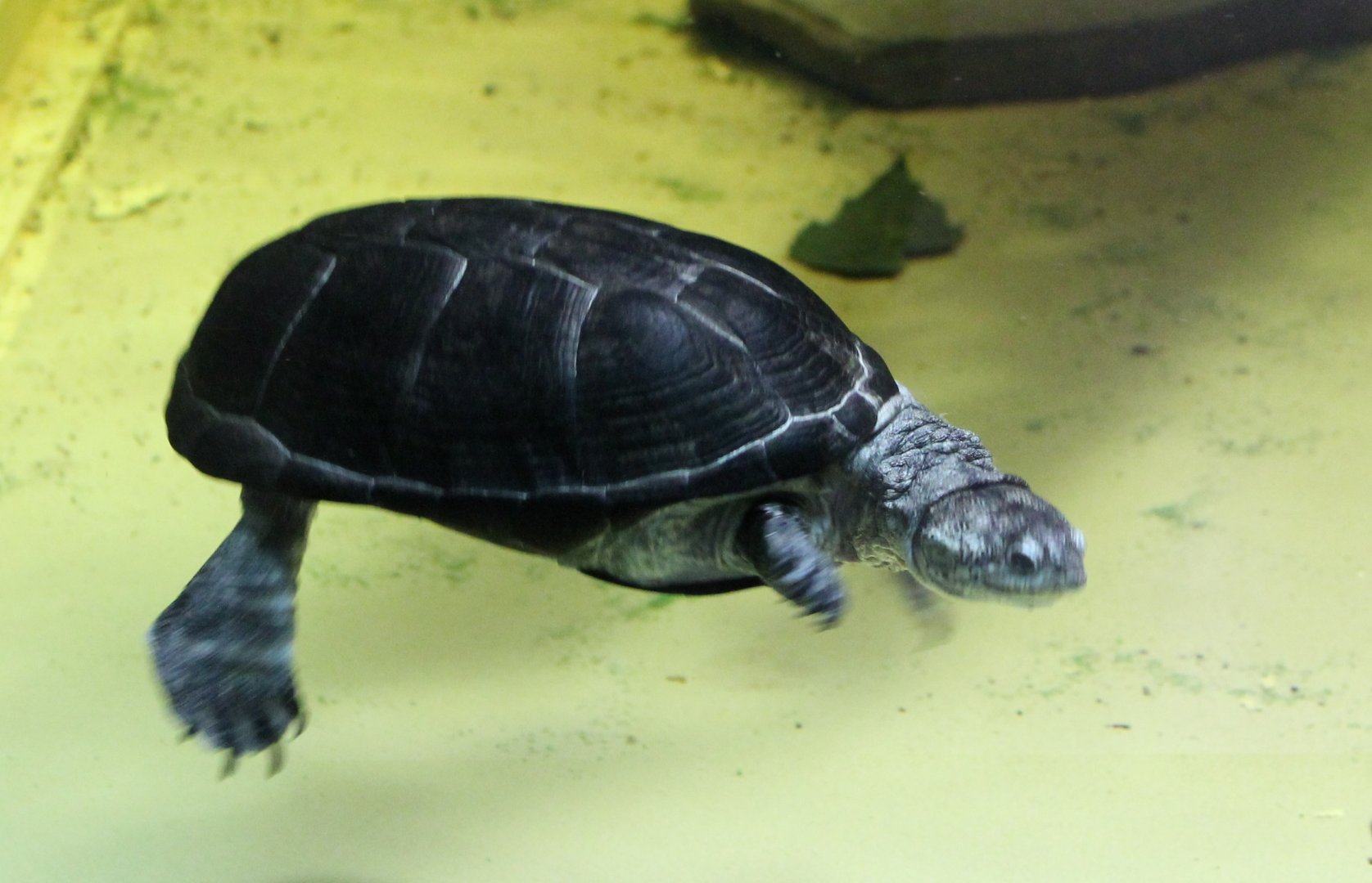 African mud turtle - Pelusios species