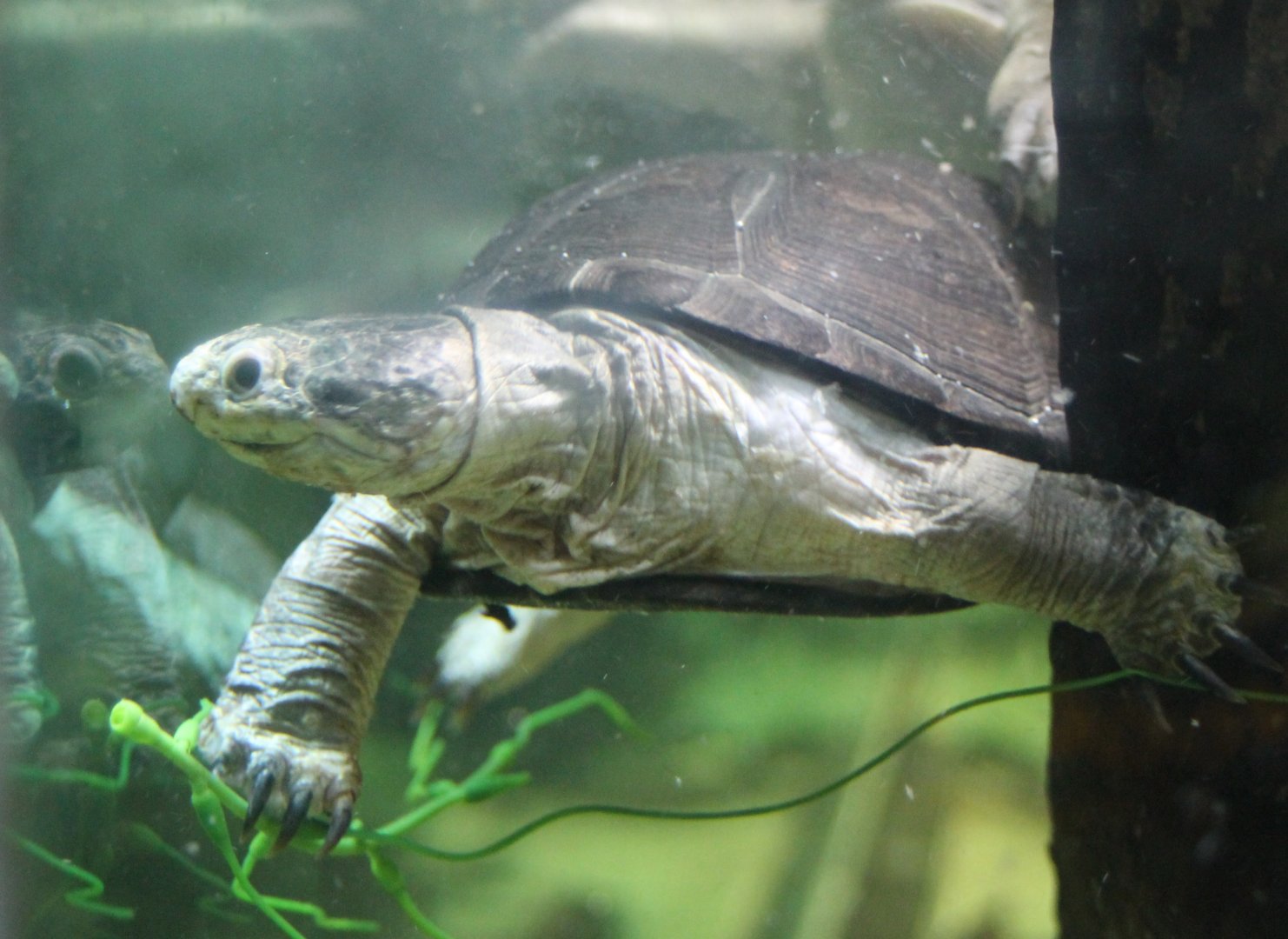 African mud turtle-species