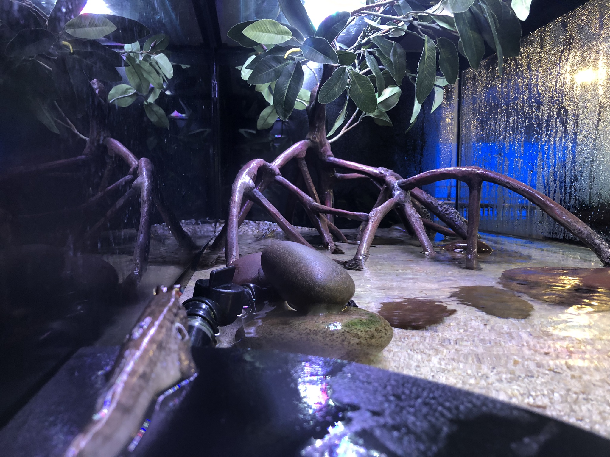 African mudskipper tank