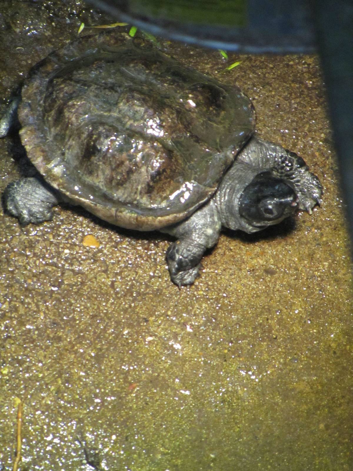 African Musk Turtle