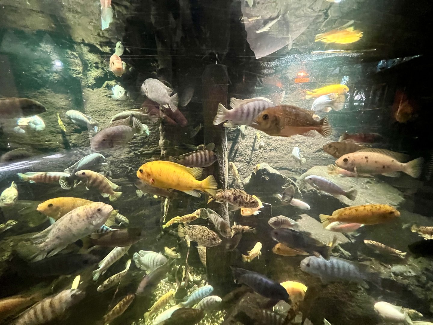 African Native Fishes