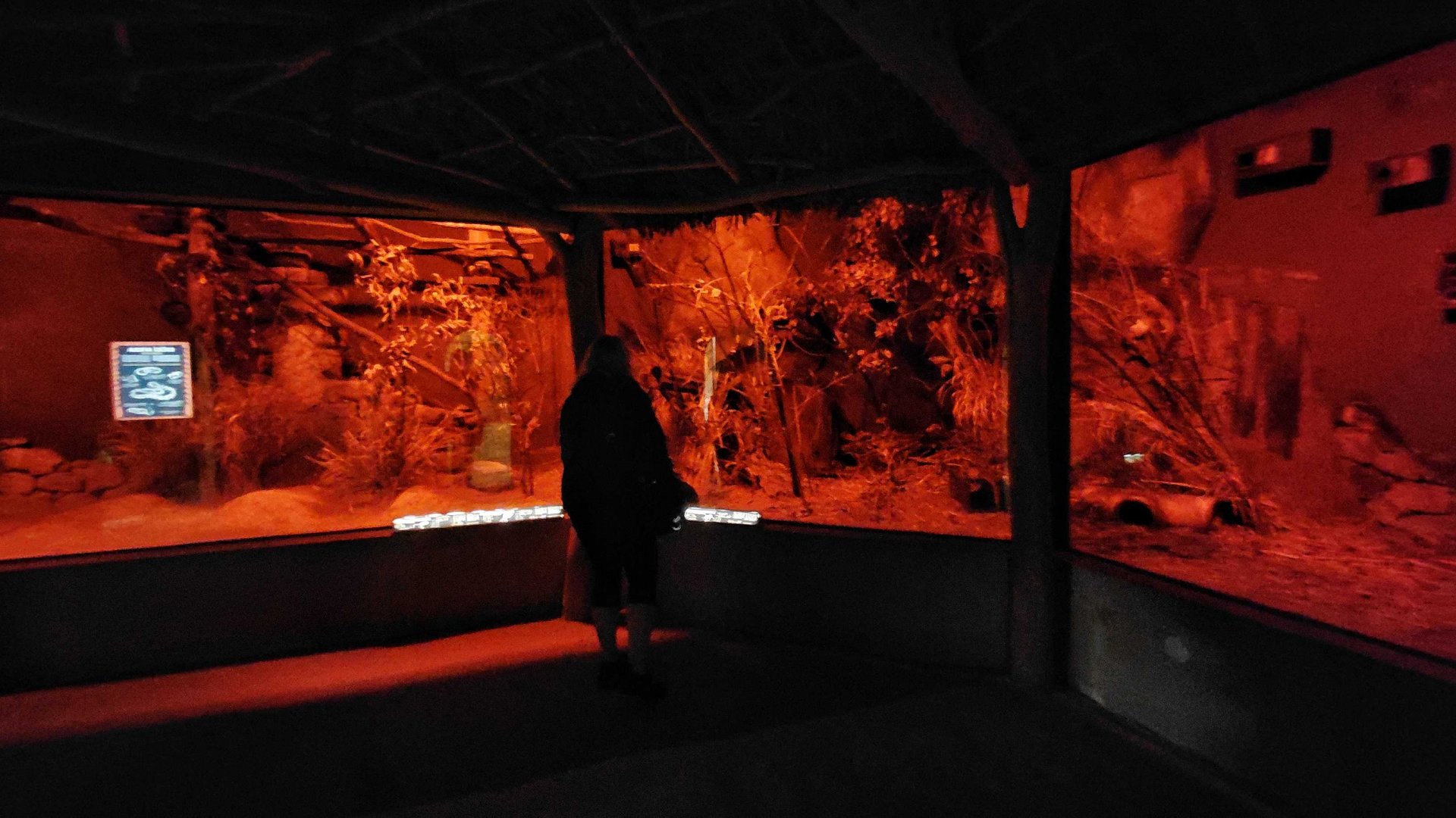 African nocturnal section