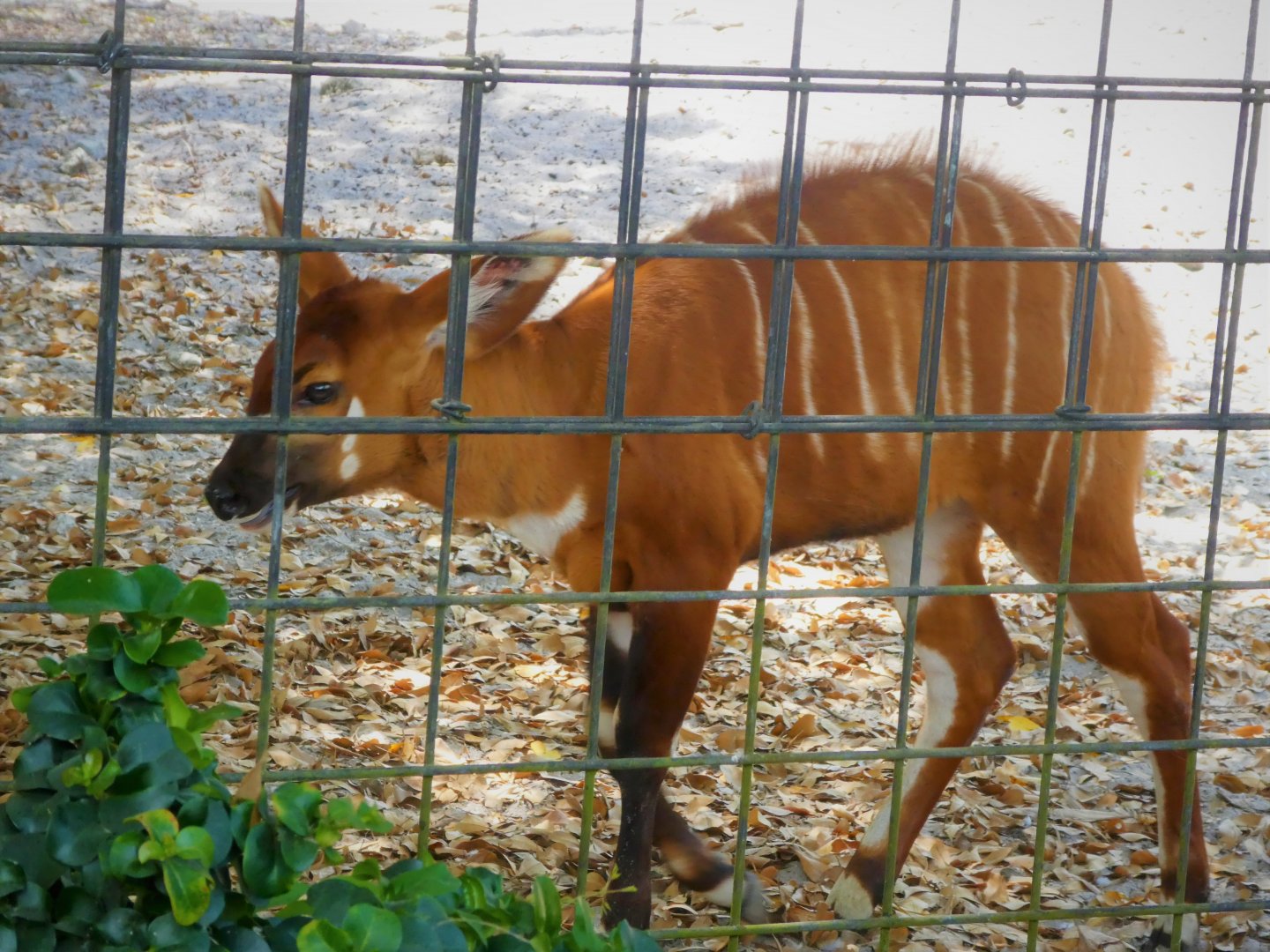 African Oasis - Eastern Bongo - Amali