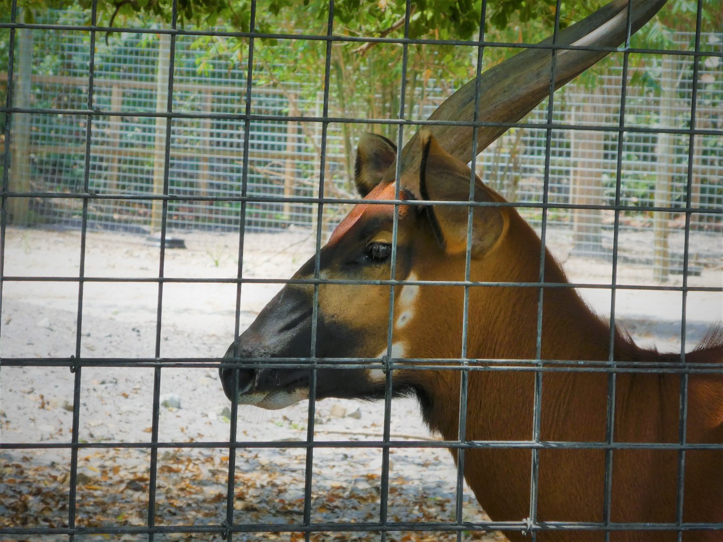 African Oasis - Eastern Bongo