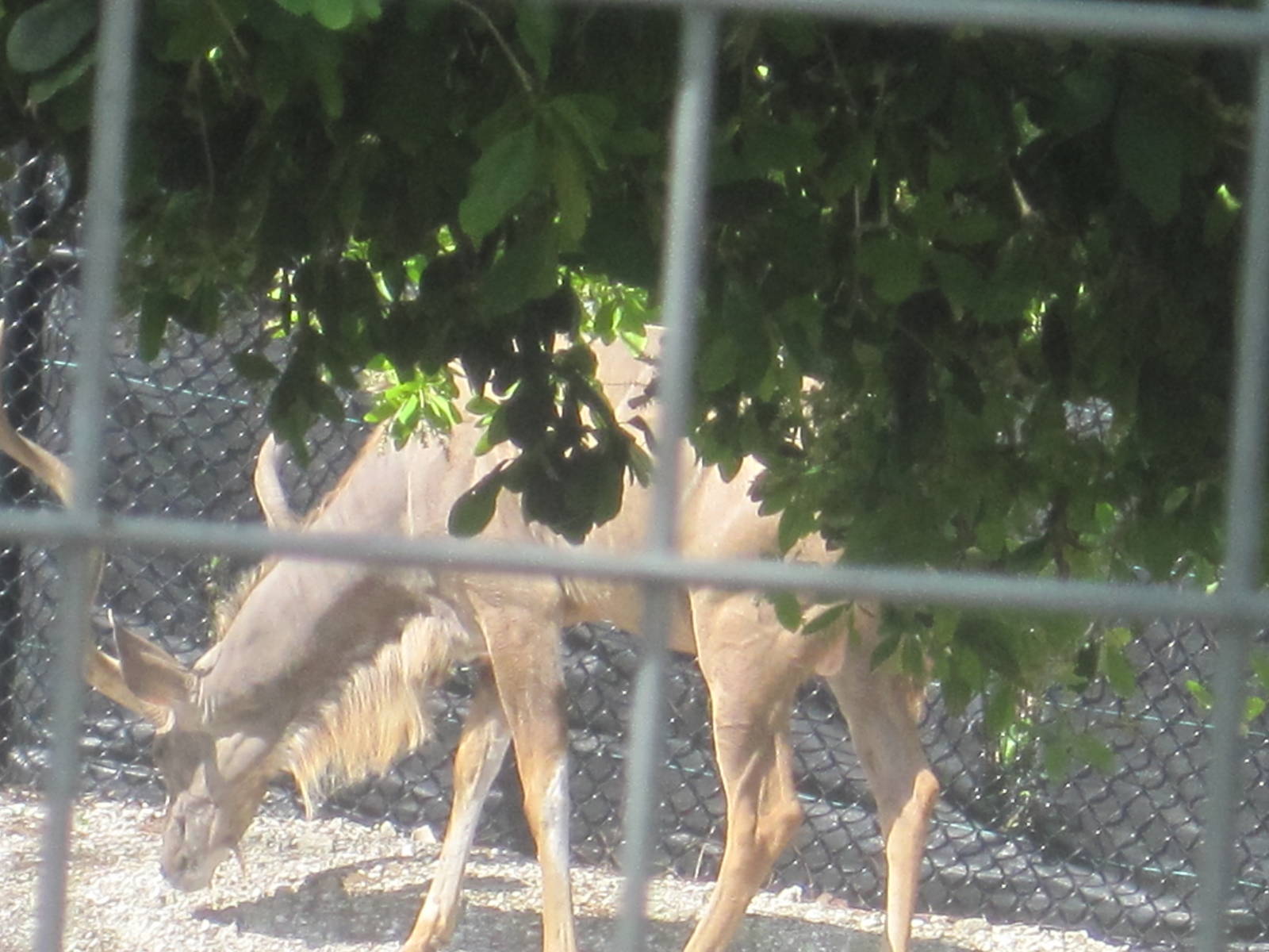 African Oasis- Greater Kudu