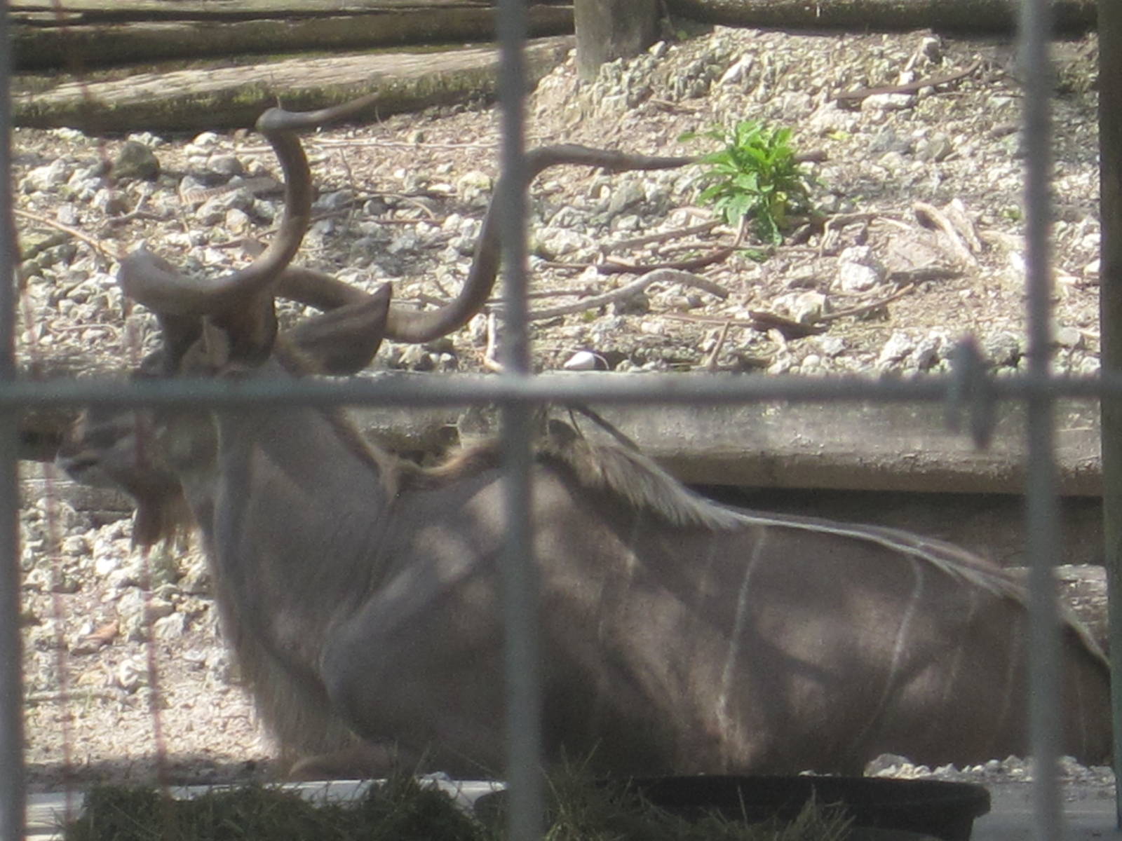 African Oasis- Greater Kudu